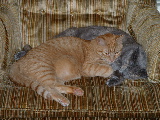 Dorkathon 4 - Cats - 3.jpg